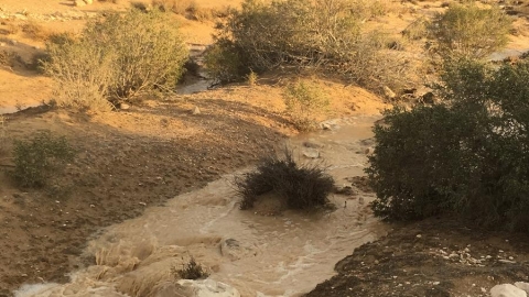 צין עליון מתחת להר נפחא 23.11.18. צילום: איתי שני
